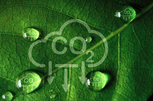 Carbon dioxide reduction and sustainability concept with CO2 icon on a green leaf